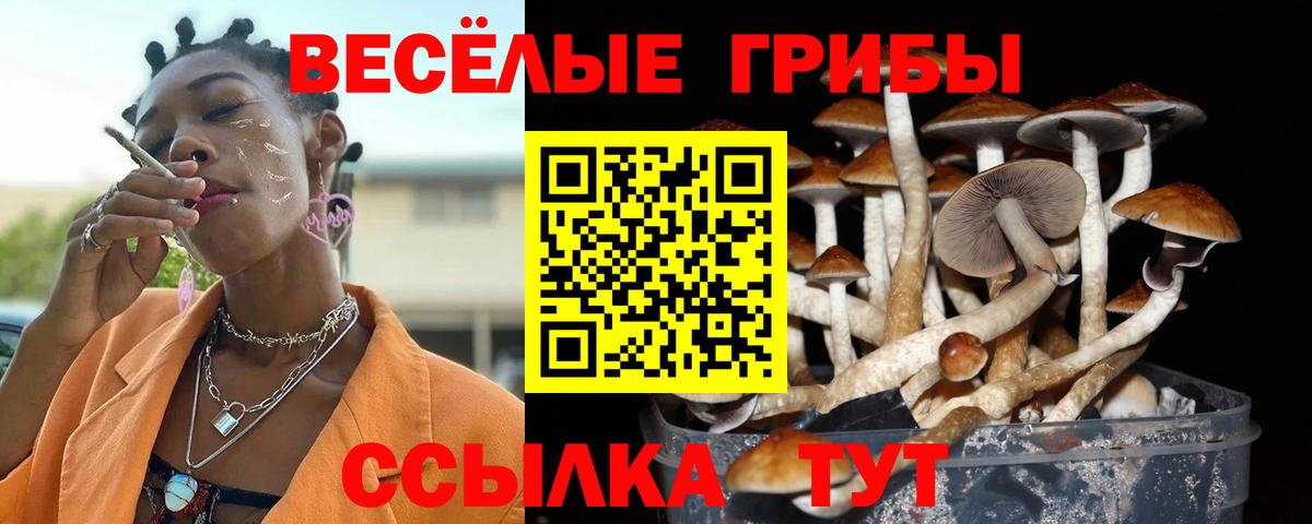 Псилоцибиновые грибы Cubensis Петровск